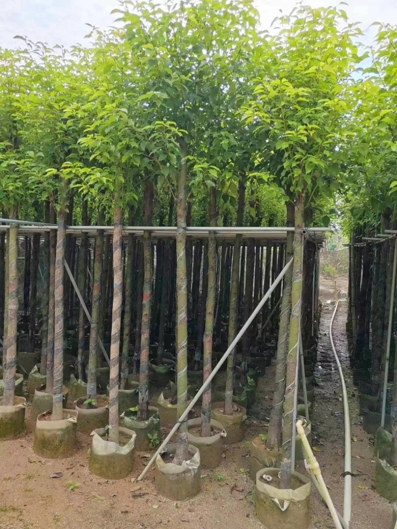 光杆香樟5～15公分产地直发规格齐全质量保证