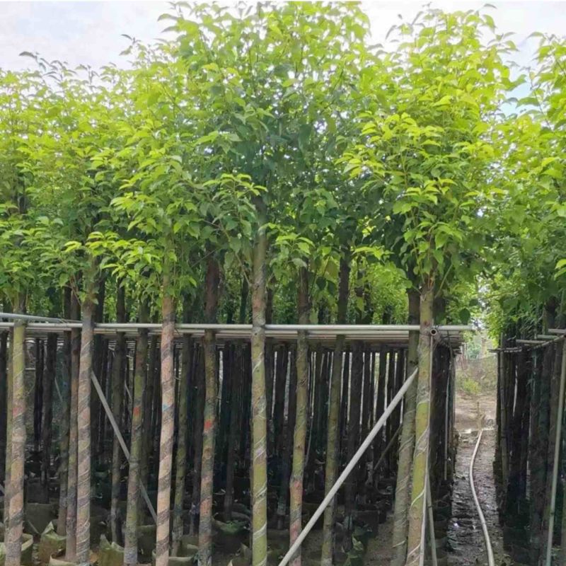 光杆香樟5～15公分产地直发规格齐全质量保证