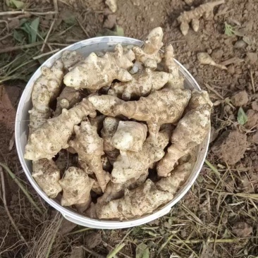 洋姜河北大量供应。产地直供，量大从优，可视频验货，欢迎咨