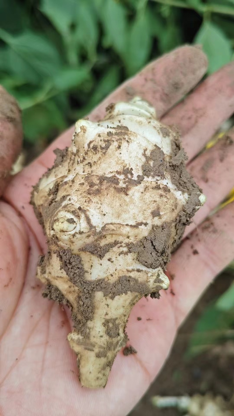 洋姜河北大量供应。产地直供，量大从优，可视频验货，欢迎咨