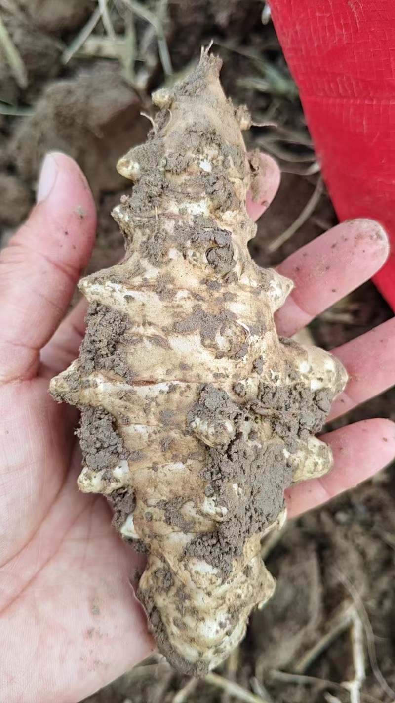 洋姜河北大量供应。产地直供，量大从优，可视频验货，欢迎咨