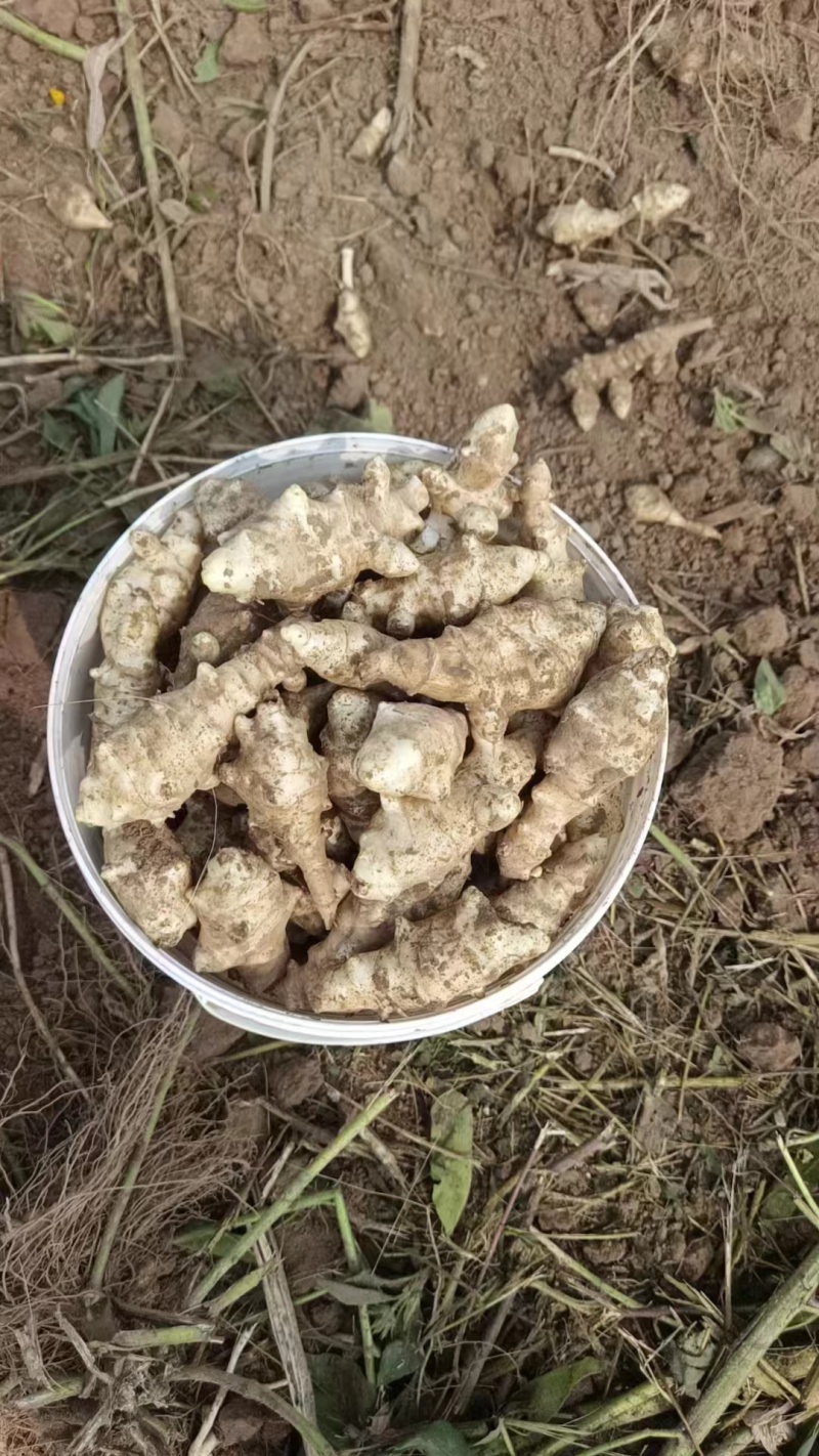 洋姜河北大量供应。产地直供，量大从优，可视频验货，欢迎咨