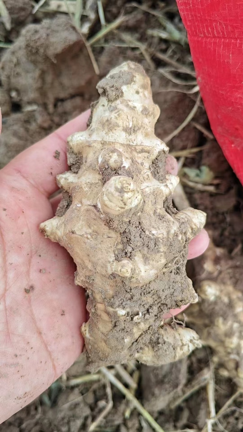 洋姜河北大量供应。产地直供，量大从优，可视频验货，欢迎咨