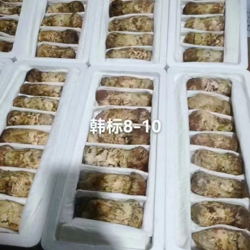 香格里拉鲜松茸产地直供供全国各地档口商超社团电商平台