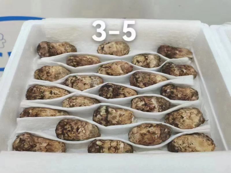 香格里拉鲜松茸产地直供供全国各地档口商超社团电商平台