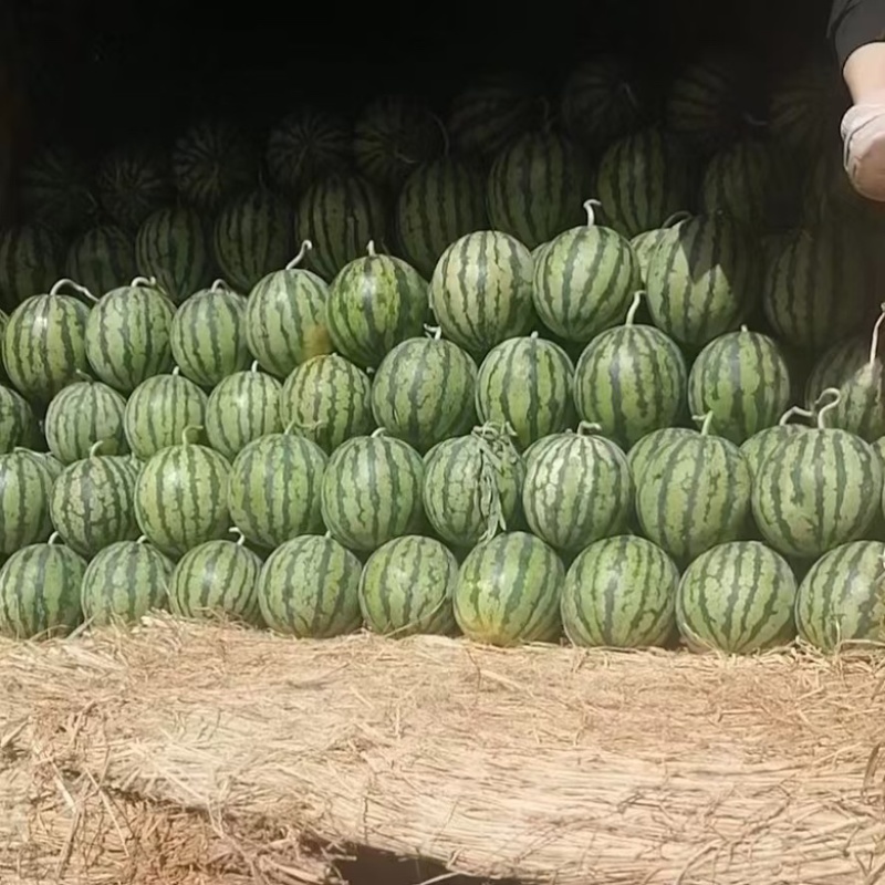 【优选好瓜】精品麒麟美都西瓜，陕西产地直发口感好价格优