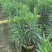 红花夹竹桃1米至2米产地直发规格齐全质量保证