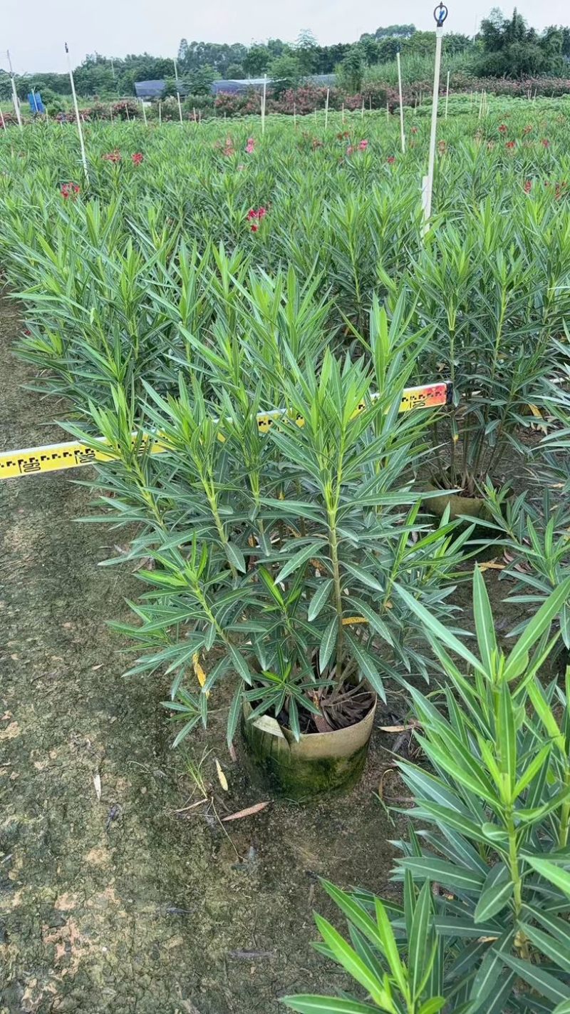 红花夹竹桃1米至2米产地直发规格齐全质量保证
