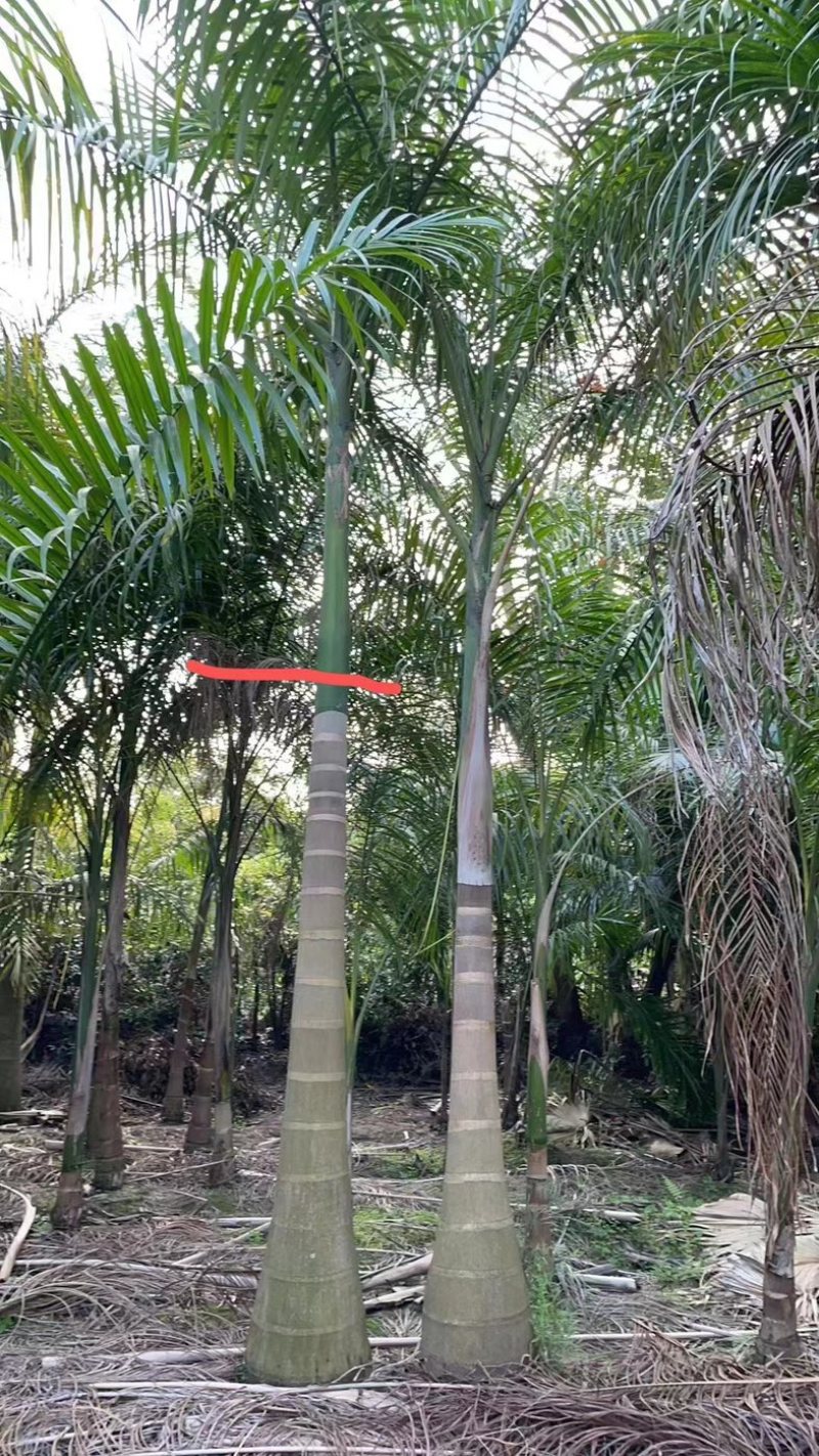 大王椰35～60公分产地直发规格齐全质量保证