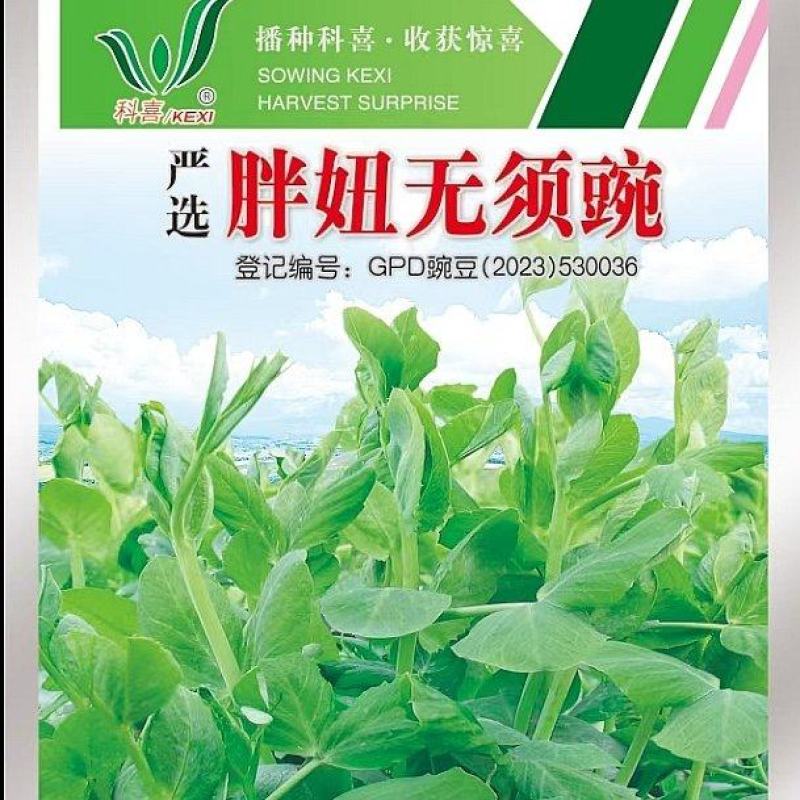 豌豆种子胖妞无须豌粗胖型无须豌豆品种分枝力强脆嫩