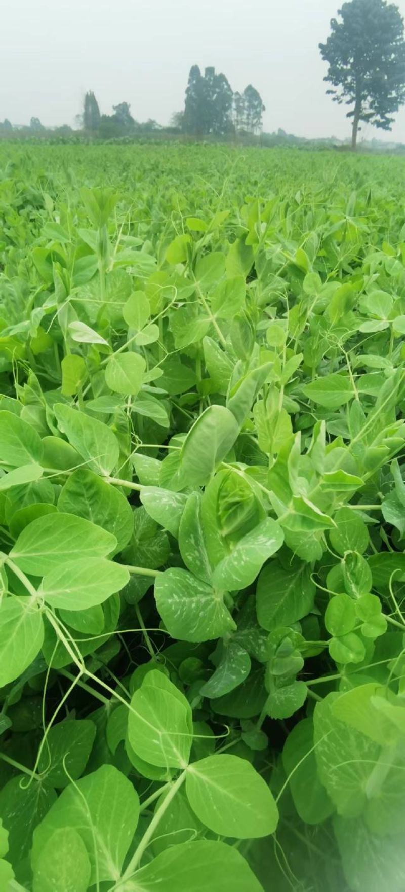 豌豆种子胖妞无须豌粗胖型无须豌豆品种分枝力强脆嫩