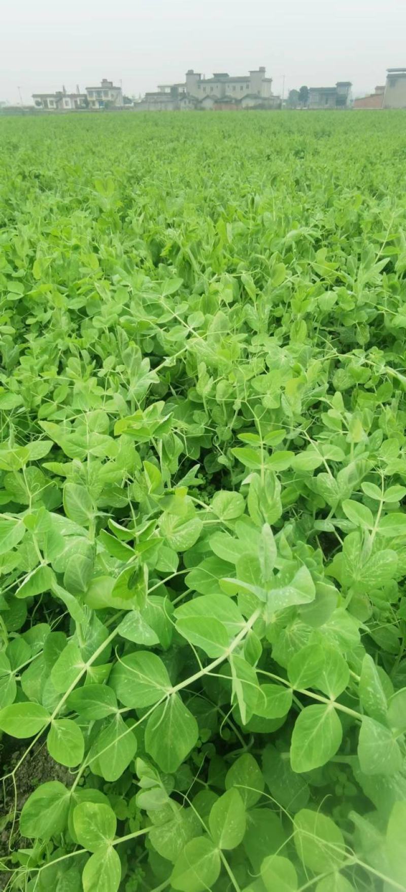 豌豆种子胖妞无须豌粗胖型无须豌豆品种分枝力强脆嫩
