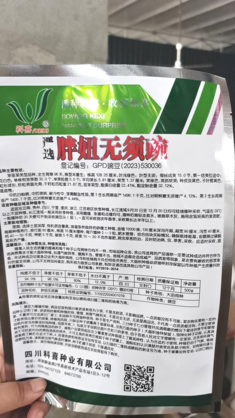 豌豆种子胖妞无须豌粗胖型无须豌豆品种分枝力强脆嫩