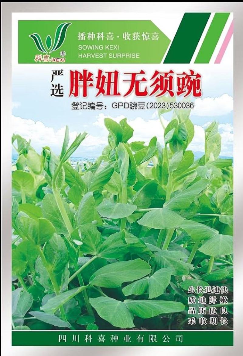 豌豆种子胖妞无须豌粗胖型无须豌豆品种分枝力强脆嫩
