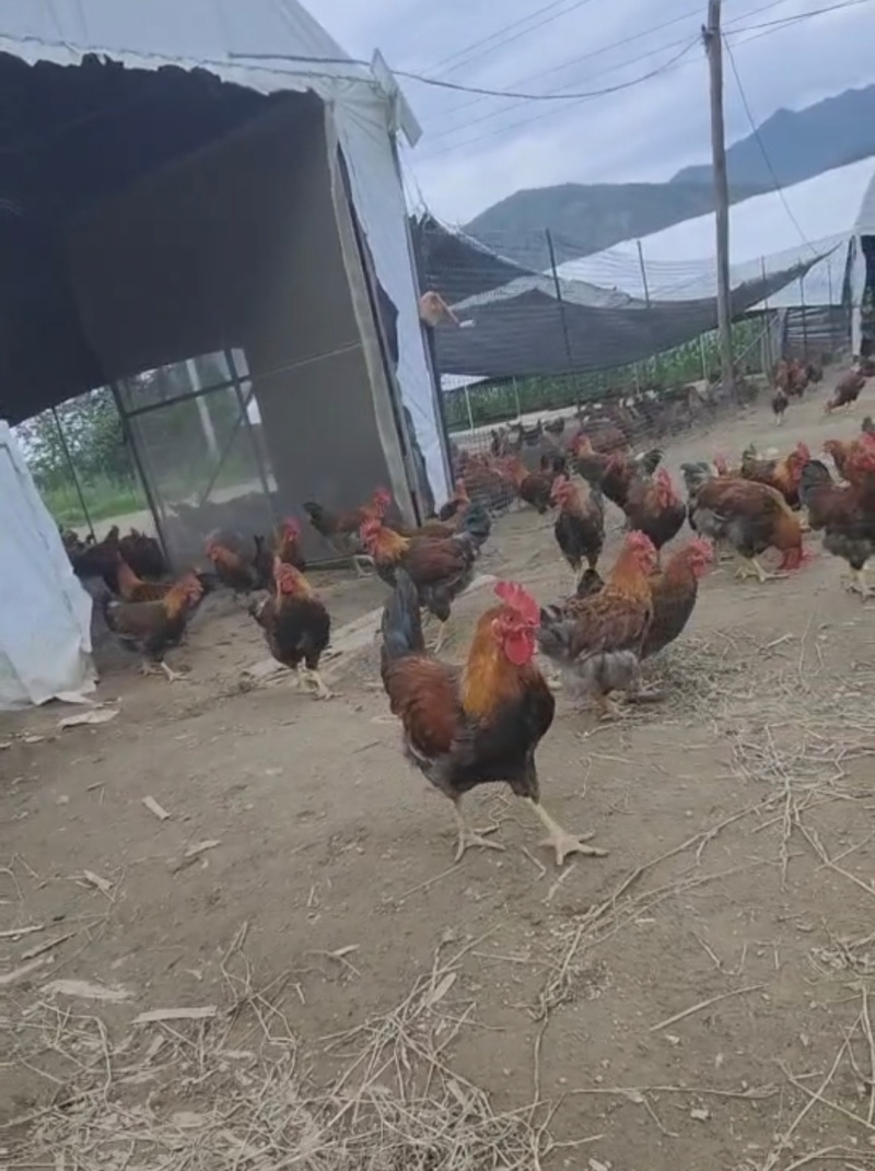 活鸡土鸡散养土鸡土公鸡批发150天出栏