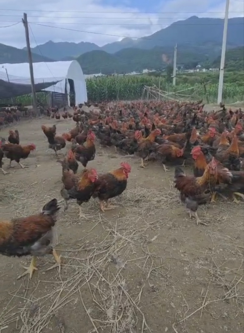 活鸡土鸡散养土鸡土公鸡批发150天出栏