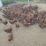 活鸡土鸡散养土鸡土公鸡批发150天出栏