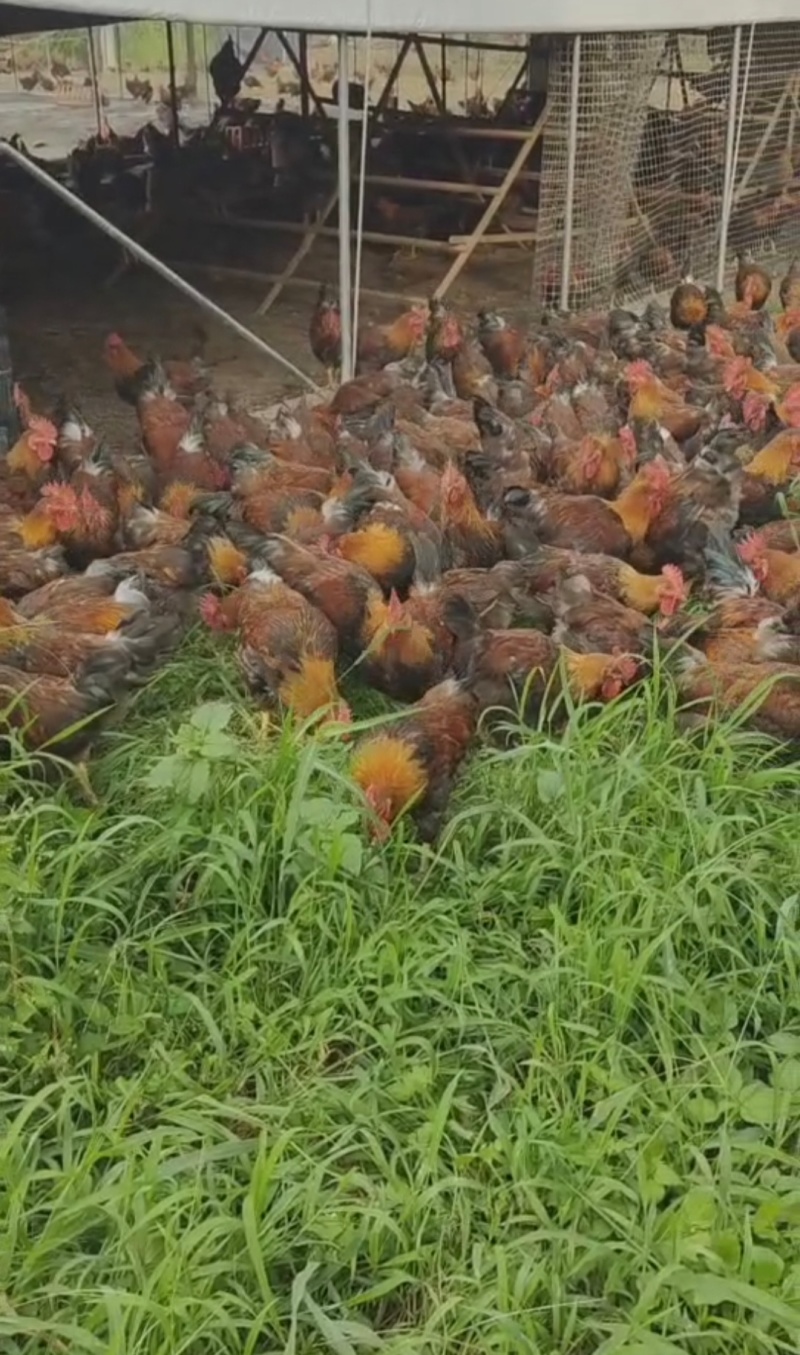 活鸡土鸡散养土鸡土公鸡批发150天出栏