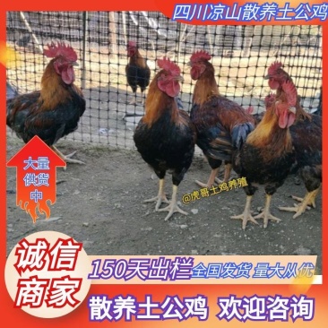 活鸡土鸡散养土鸡土公鸡批发150天出栏