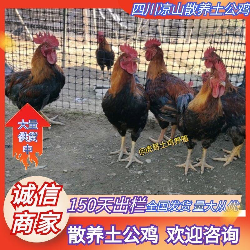 活鸡土鸡散养土鸡土公鸡批发150天出栏