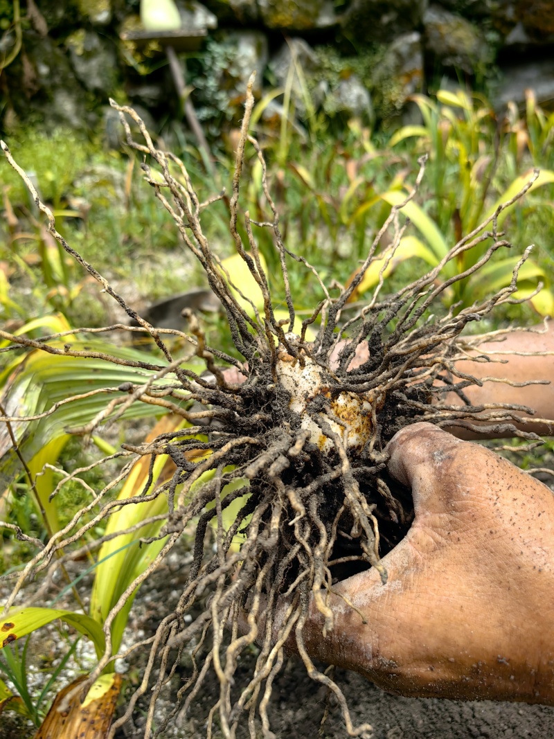 紫花白芨苗，中宽叶的三叉白芨苗块茎芽苗