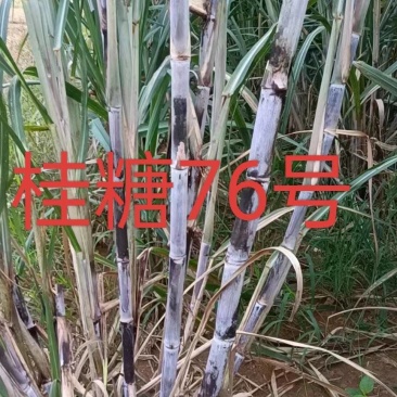 桂糖76号甘蔗种大量供应