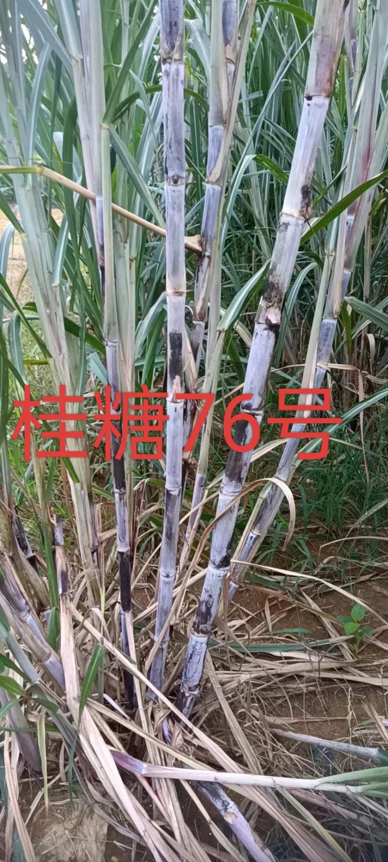 桂糖76号甘蔗种大量供应