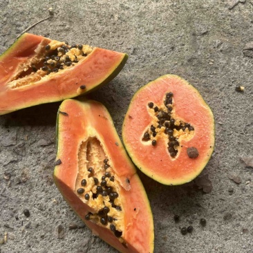大青木瓜