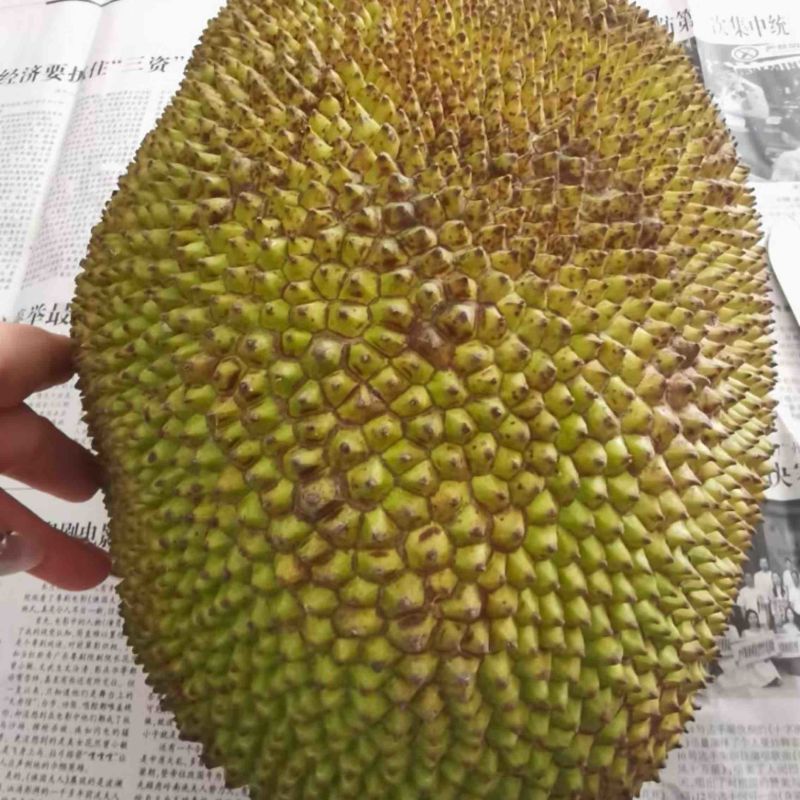 本地菠萝蜜