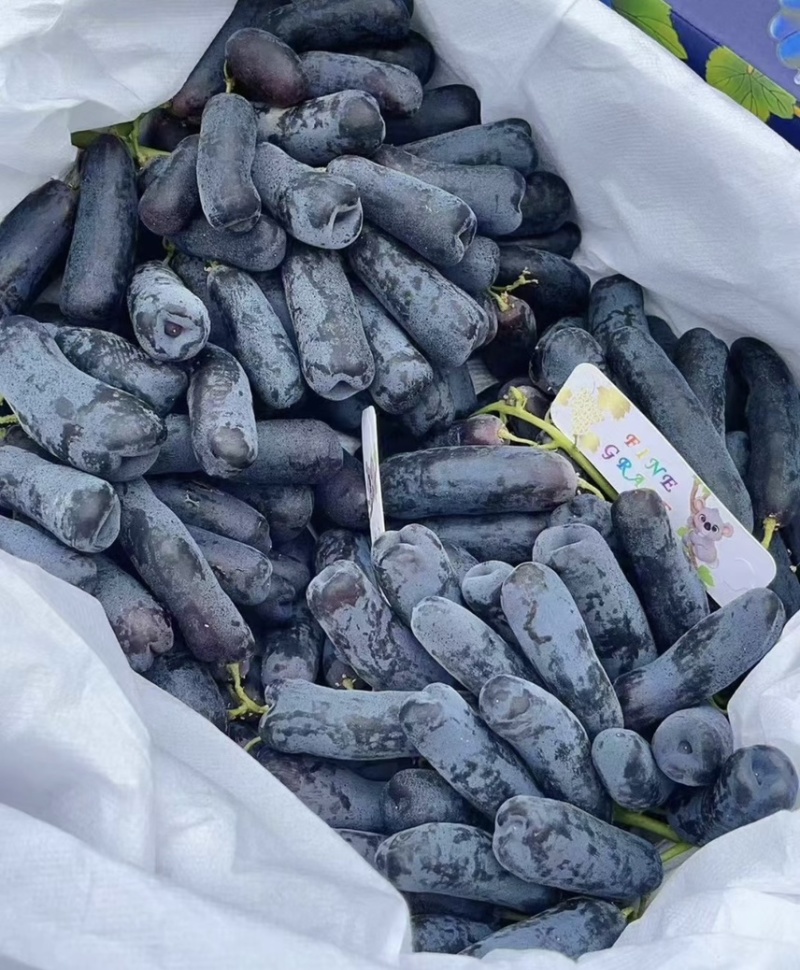 【优选】陕西葡萄蓝宝石葡萄-产地直发-量大从优-可视频看货