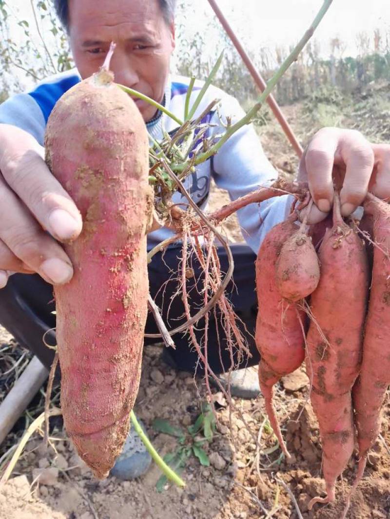山西省运城市红薯板栗薯一支香白心面甜粉糯红薯一件代发