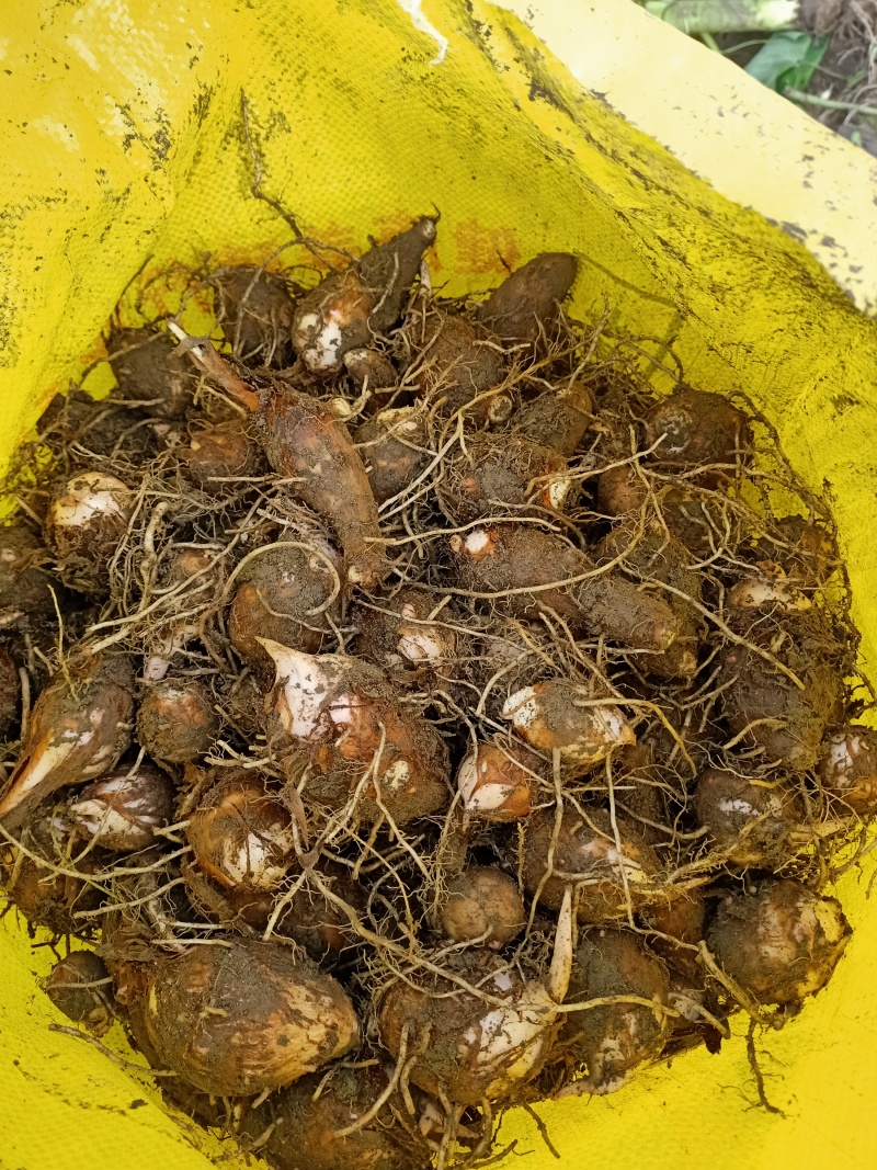 红芽芋种植基地供应红芽芋通货