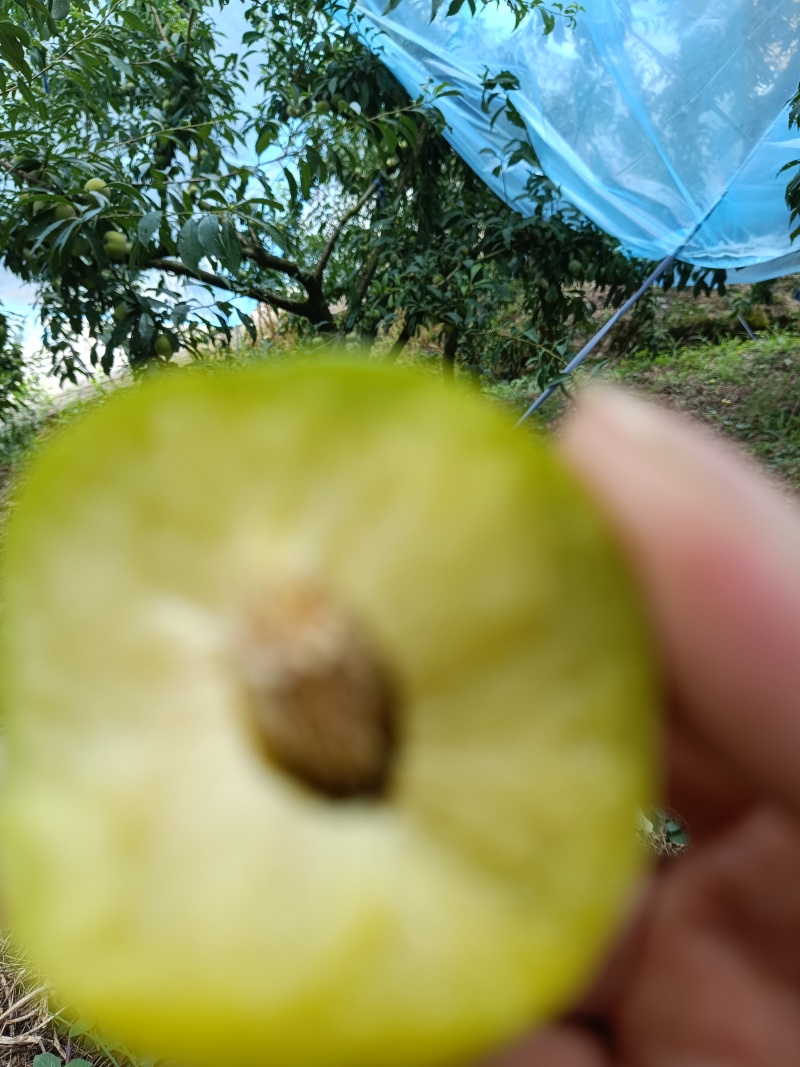 重庆奉节晚熟青脆和红脆上市，一手货源，货源充足，欢迎联系
