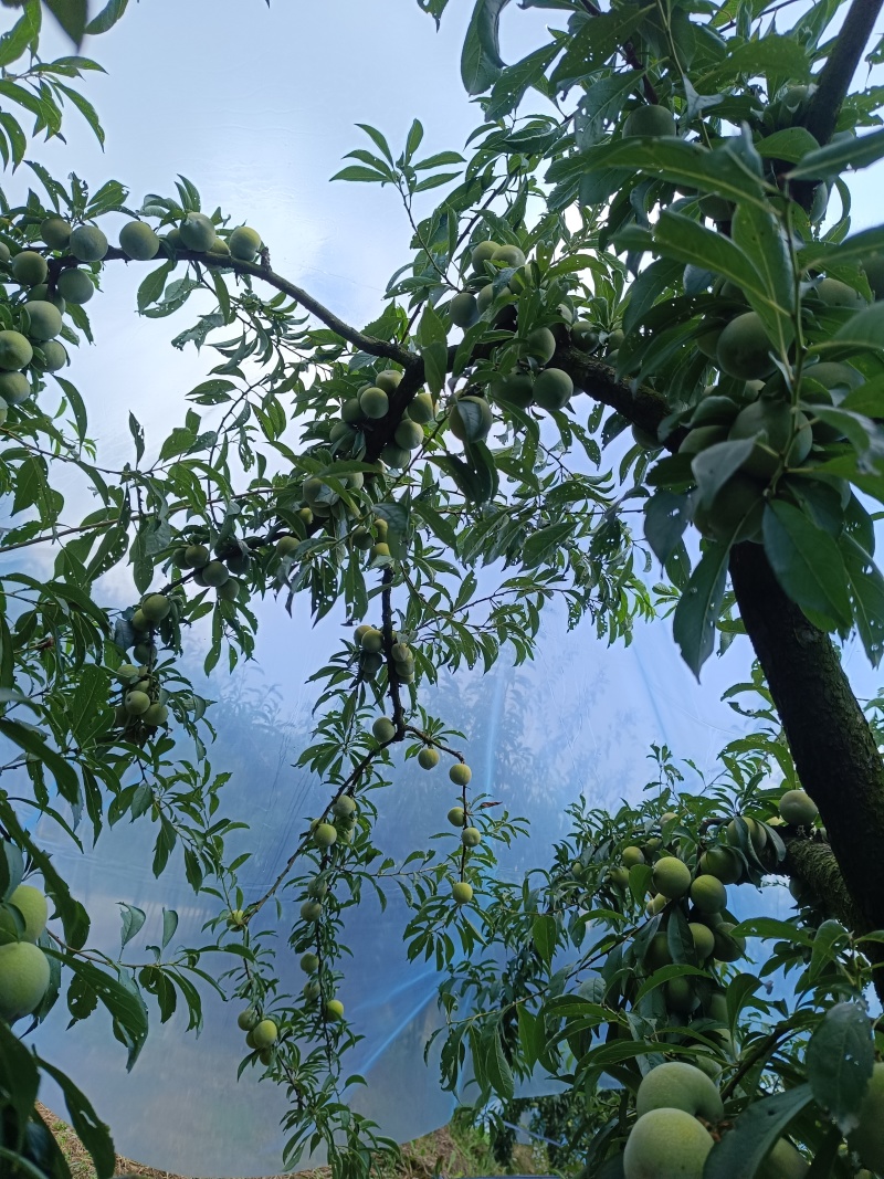 重庆奉节晚熟青脆和红脆上市，一手货源，货源充足，欢迎联系