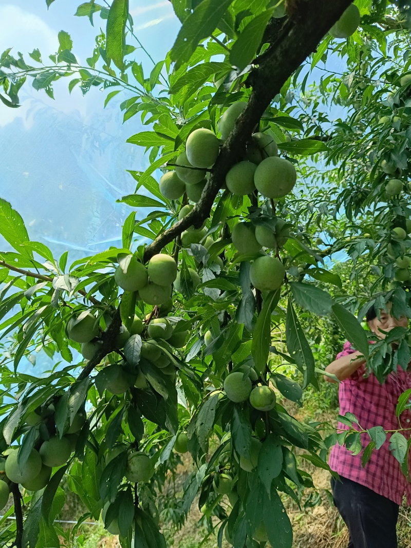 重庆奉节晚熟青脆和红脆上市，一手货源，货源充足，欢迎联系