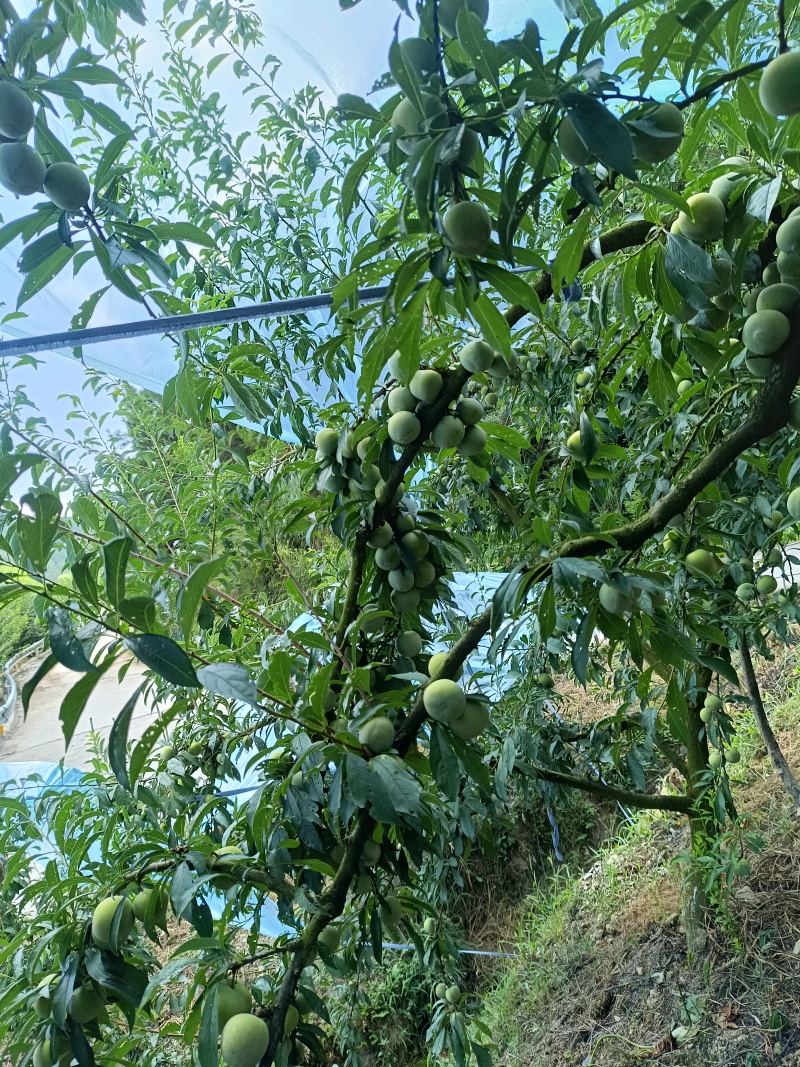 重庆奉节晚熟青脆和红脆上市，一手货源，货源充足，欢迎联系