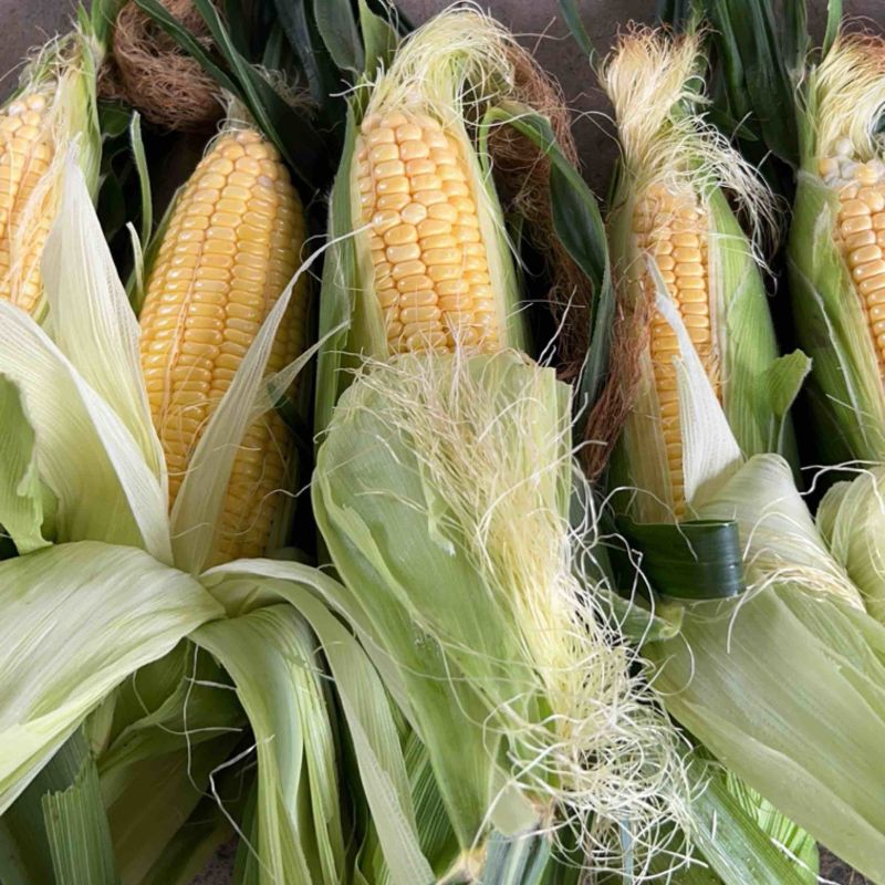 芜湖万亩基地精品太阳花水果玉米产地直供一手货源……
