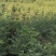 酸枣优良品类苗坐果率高，双仁型，不需再嫁接。