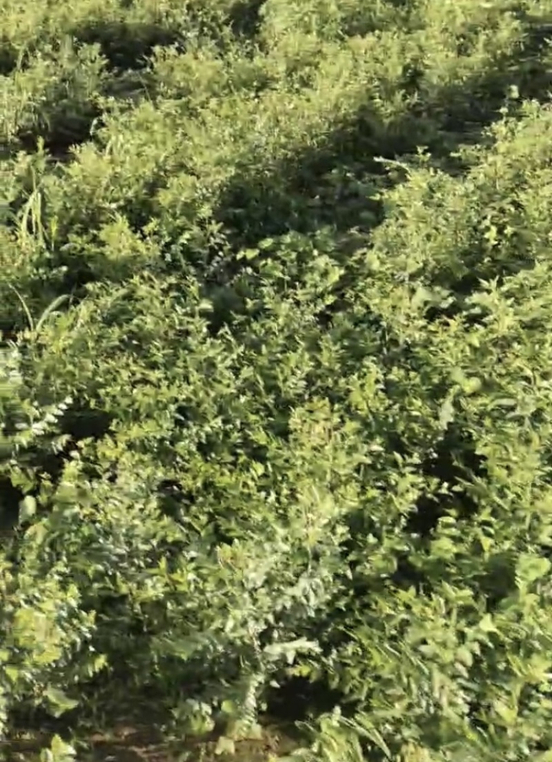 酸枣优良品类苗坐果率高，双仁型，不需再嫁接。