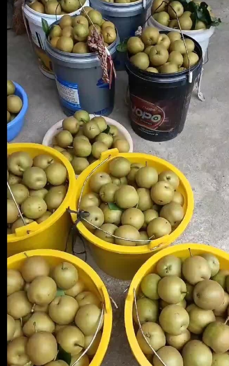 广西桂林产地翠冠梨大量供应，欢迎对接