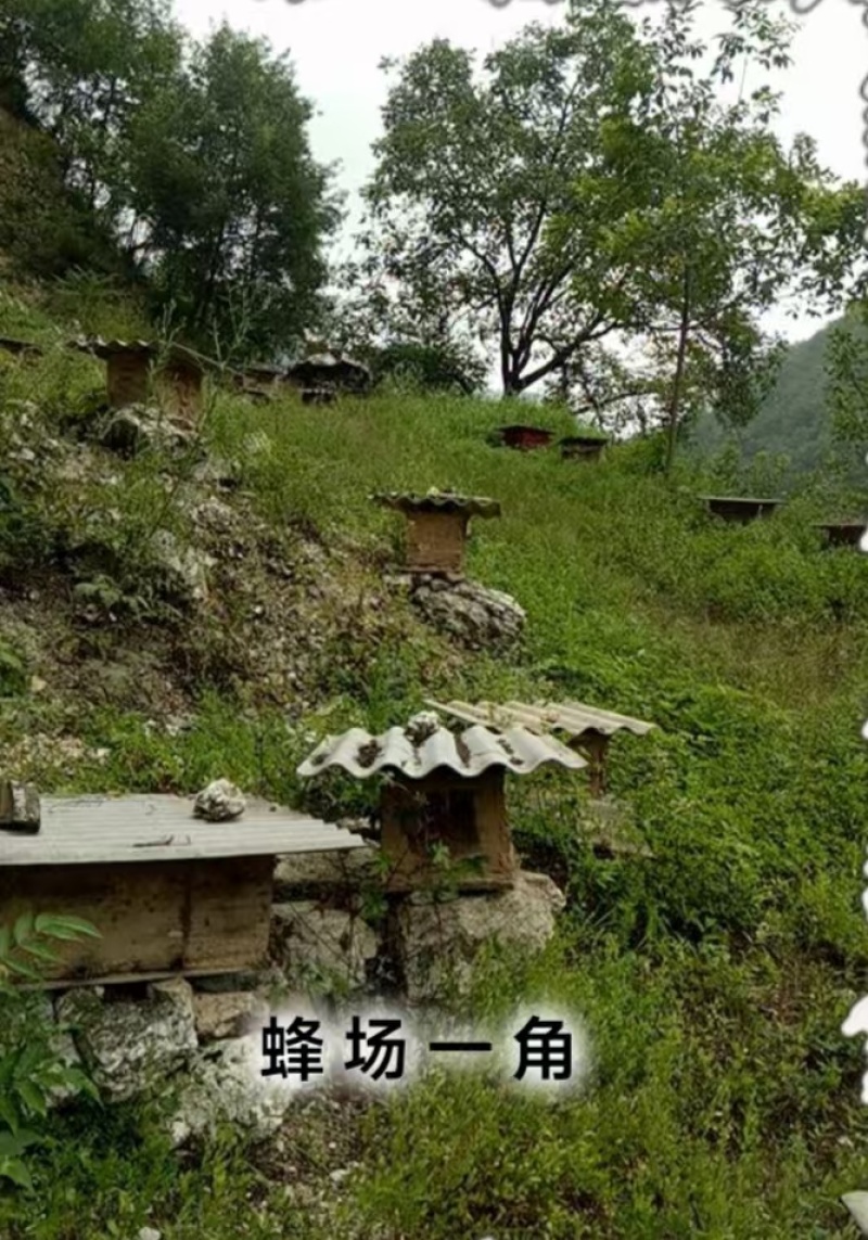 陕西蜂蜜土蜂蜜长期供应保质保量价格优惠欢迎致电