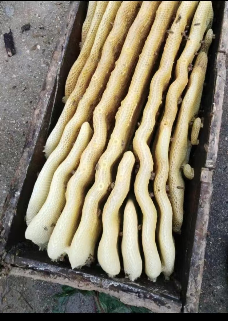 陕西蜂蜜土蜂蜜长期供应保质保量价格优惠欢迎致电