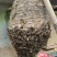 陕西蜂蜜土蜂蜜长期供应保质保量价格优惠欢迎致电