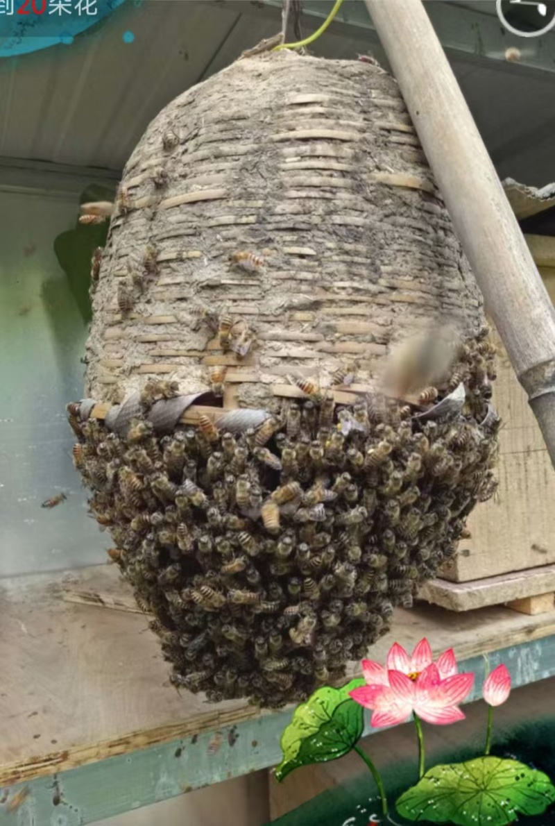 陕西蜂蜜土蜂蜜长期供应保质保量价格优惠欢迎致电
