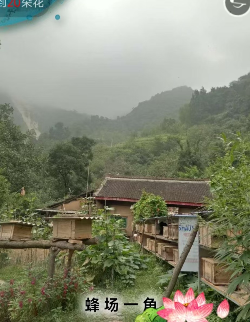 陕西蜂蜜土蜂蜜长期供应保质保量价格优惠欢迎致电