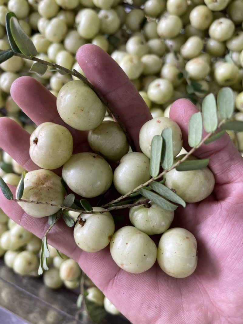 广东甜油甘，丙甜牛柑果奶茶店榨汁摆摊优品