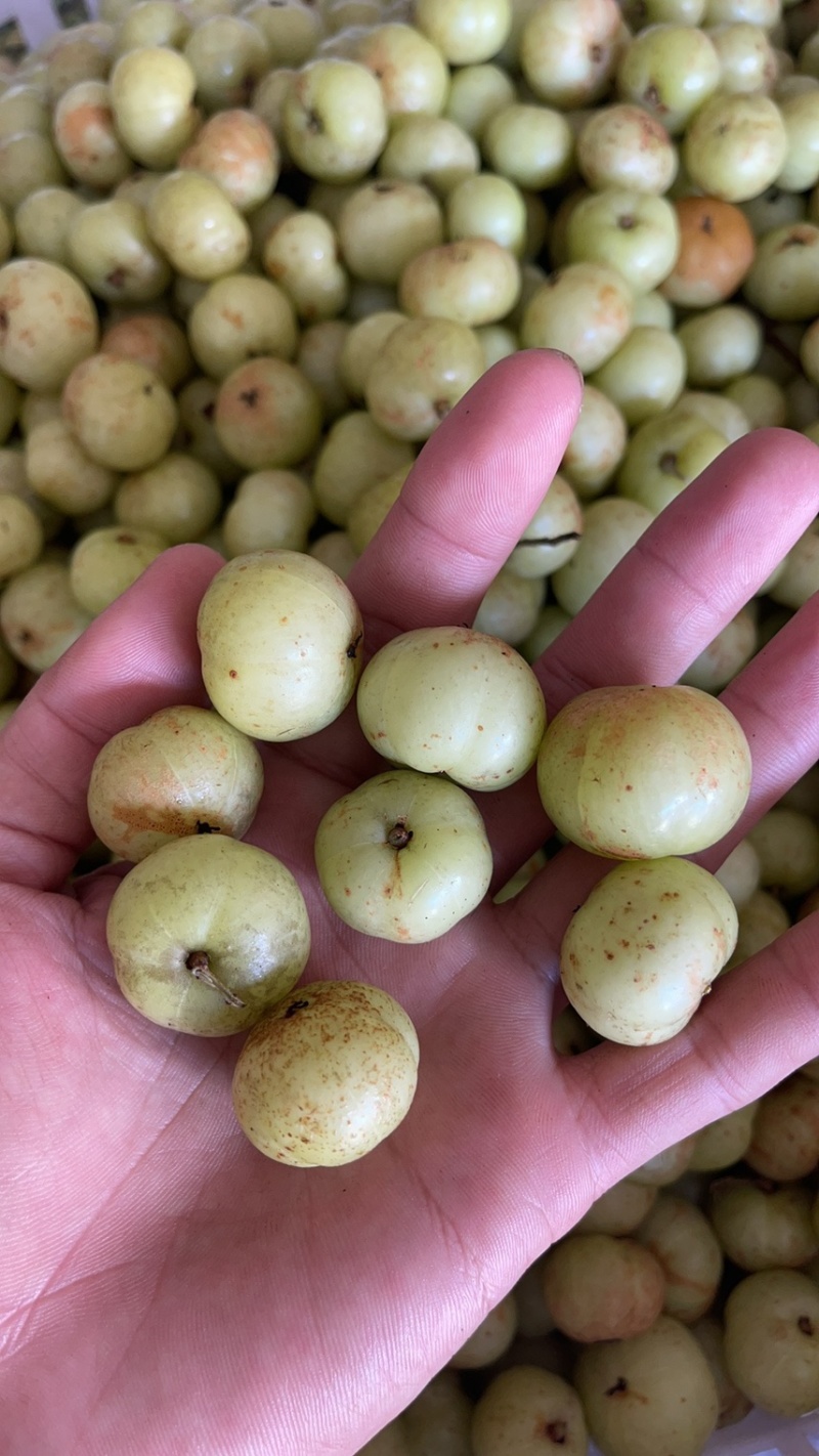 广东甜油甘，丙甜牛柑果奶茶店榨汁摆摊优品