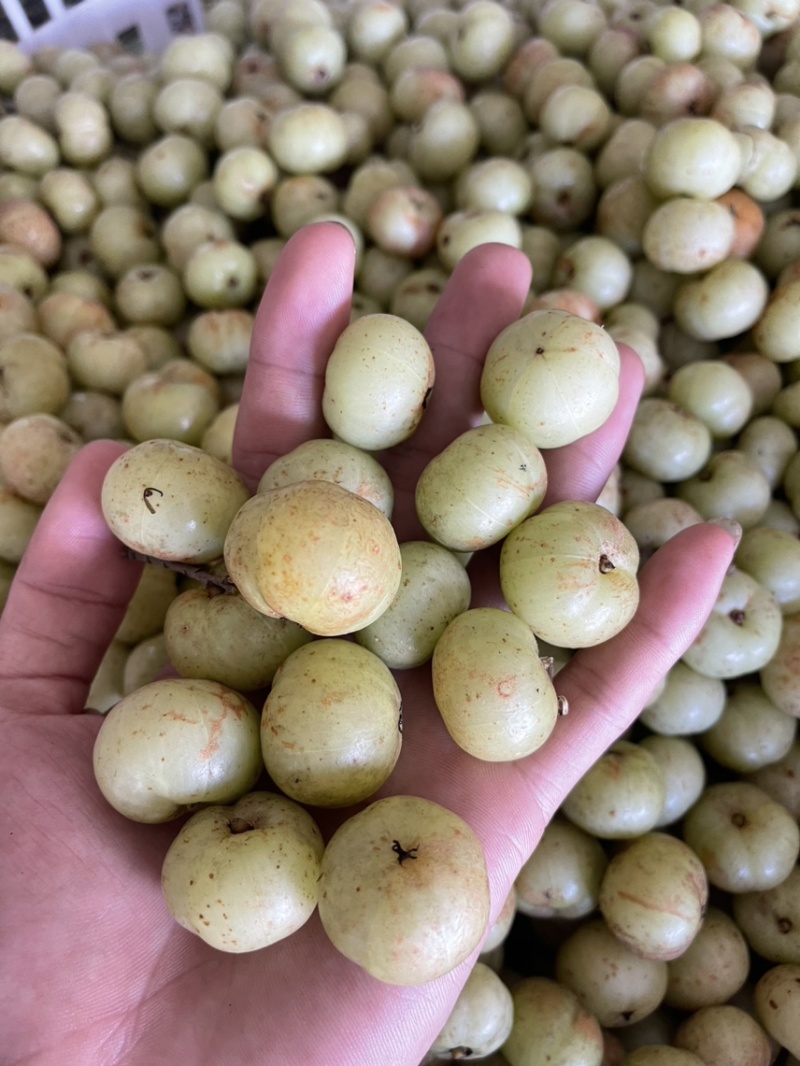 广东甜油甘，丙甜牛柑果奶茶店榨汁摆摊优品
