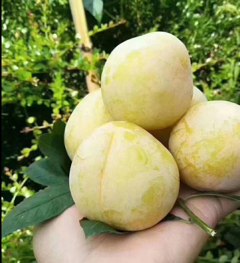 产地万亩黄金奈李种植基地，市场，平台全部安排