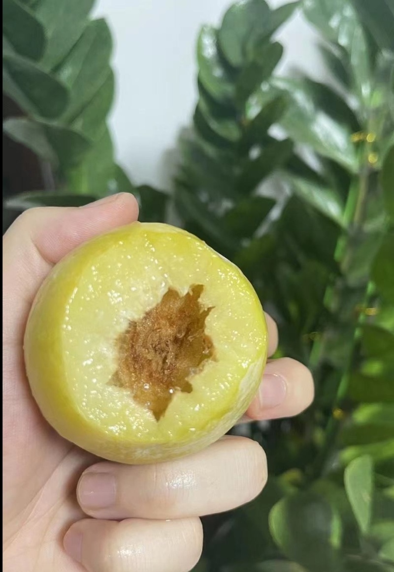 产地万亩黄金奈李种植基地，市场，平台全部安排